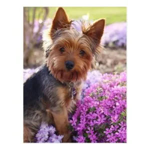 Yorkshire Terrier Postcard