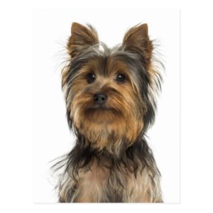 Yorkshire Terrier Puppy Dog Blank Post Card