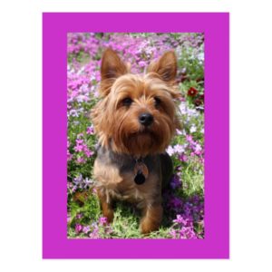 Yorkshire Terrier Puppy Dog Blank Purple Postcard