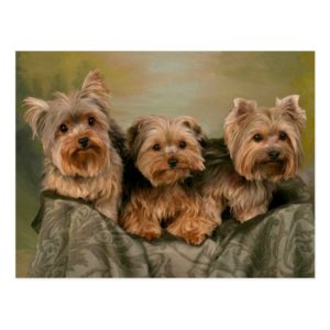 Yorkshire Terrier Puppy Dogs Blank Postcard
