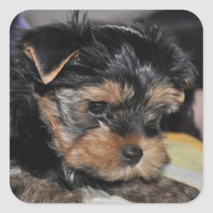 Yorkshire Terrier Square Sticker