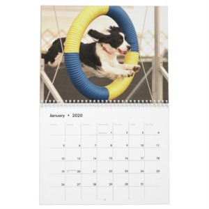 2013 English Springer Spaniels Calendar