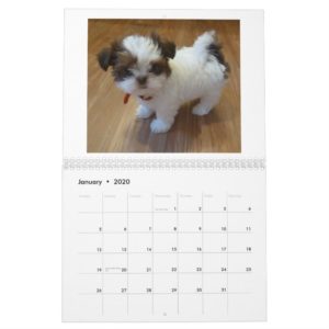 2013 Shih Tzu Puppy Calendar