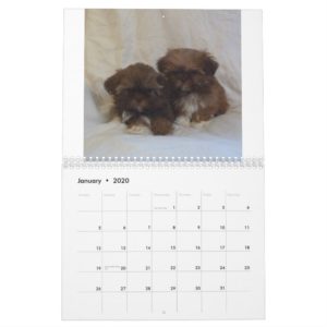 2015 Shih Tzu Puppy Calendar