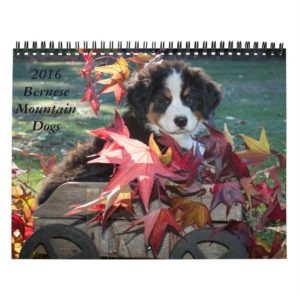 2016 Bernese Mountain Dog Calendar