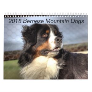 2018 Bernese Mountain Dog Calendar
