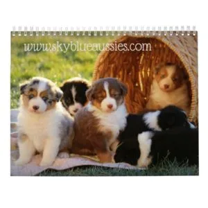 2019 Sky Blue Aussies Calendar
