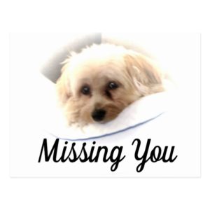 Adorable Dog Missing You Postcard