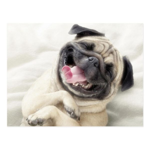 Adorable Laughing Pug design Postcard
