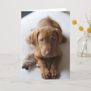 Adorable Vizsla Puppy Dog Birthday Card