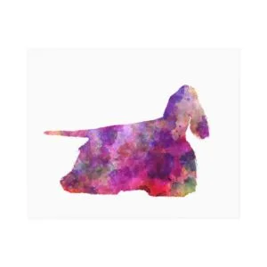 American Cocker spaniel 01 in watercolor 2 Canvas Print