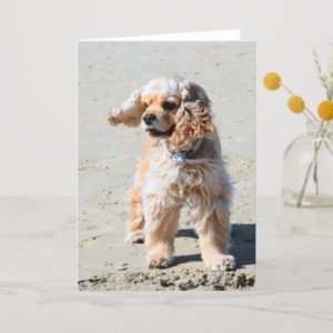 American Cocker Spaniel dog blank greeting card