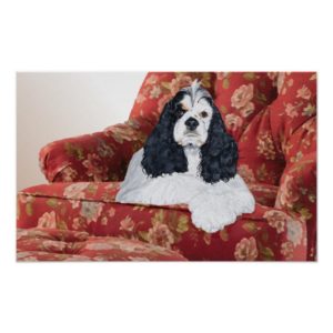 American Cocker Spaniel in Red Chair Poster