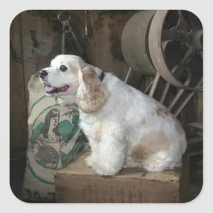 american cocker spaniel sitting square sticker