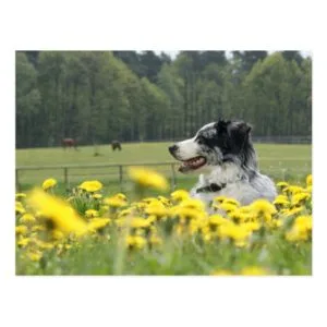 Aussie in buttercups postcard