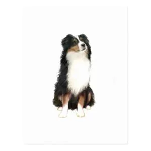 AUSTRALIAN SHEPHERD (A) - Tri Color Postcard
