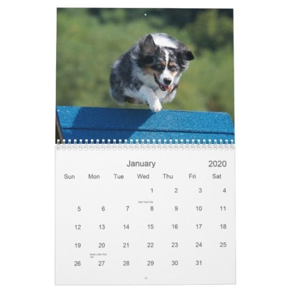 Australian Shepherd Agility 18 Month Wall Calendar