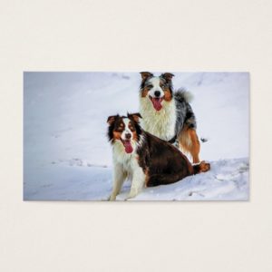 Australian shepherd couple dogs