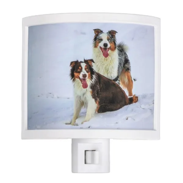 Australian shepherd couple dogs night light