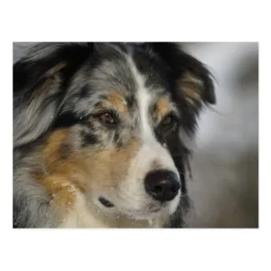 Australian Shepherd Dog Pet Animal Postcard