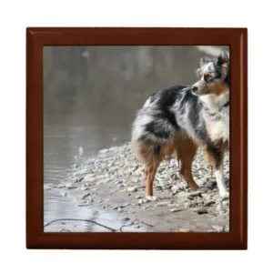 australian shepherd full blue merle gift box