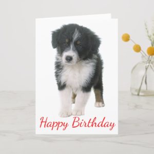 Australian Shepherd Happy Birthday Puppy Dog Card