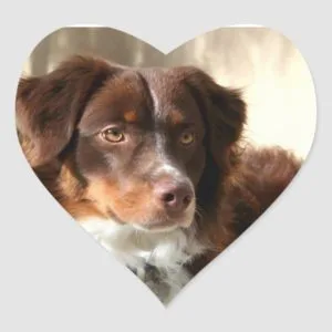 Australian Shepherd Heart Sticker
