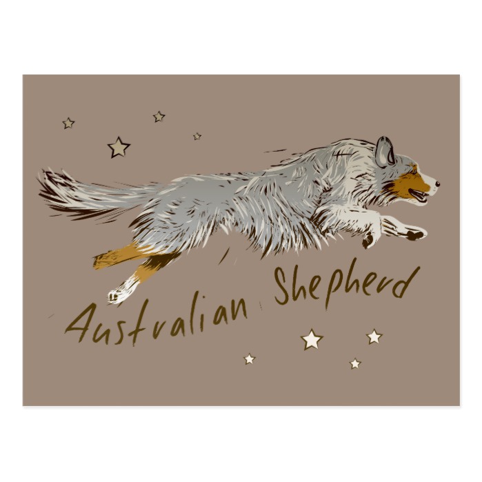 Australian Shepherd, jumping Postcard