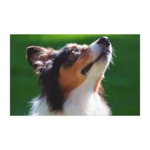 Australian Shepherd looking up Canvas Print