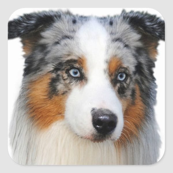 Australian Shepherd Portrait Square Sticker