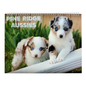 Australian Shepherd Puppies Calendar