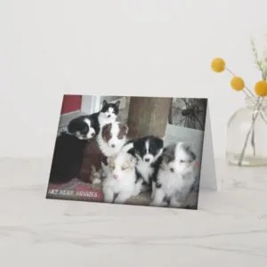 Australian Shepherd Puppies Greeting Card