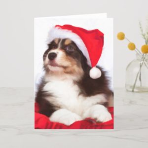 Australian Shepherd Puppy Christmas Greeting Cards