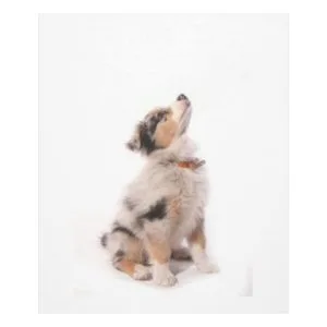Australian shepherd puppy fleece blanket