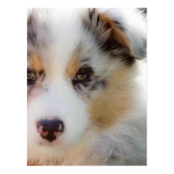 Australian shepherd puppy postcard