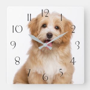 Beautiful happy reddish havanese puppy sitting square wall clock