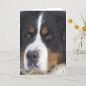 Berner Sennenhund Greeting Card