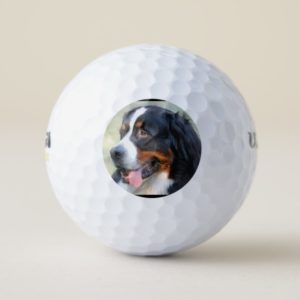 bernese-mountain-dog-10 golf balls