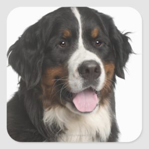 Bernese Mountain Dog (1 year old) Square Sticker