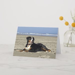 Bernese Mountain dog beautiful blank greeting card