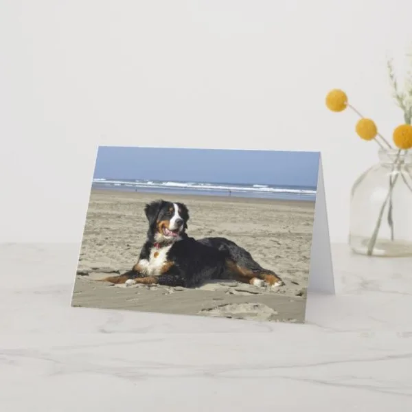 Bernese Mountain dog beautiful blank greeting card