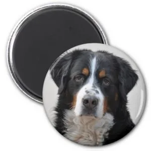 Bernese Mountain dog beautiful photo, gift Magnet
