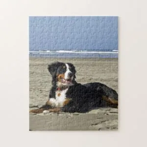 Bernese Mountain dog beautiful photo jigsaw puzzle