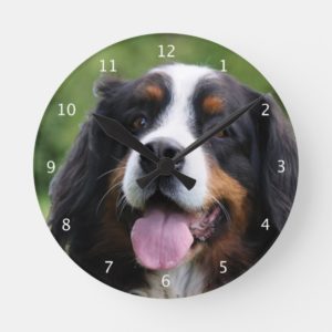 Bernese Mountain dog beautiful photo portrait Round Clock