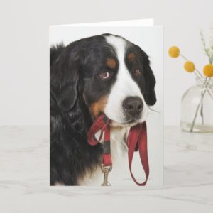Bernese Mountain Dog (Berner Sennenhund) with Card