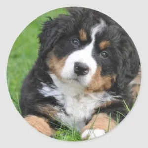 Bernese Mountain Dog Classic Round Sticker