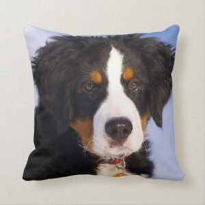 Bernese Mountain Dog - Cute Puppy Photo Throw Pillow