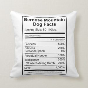 Bernese Mountain Dog Facts - Cushion