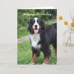 Bernese Mountain dog happy birthday greeting card