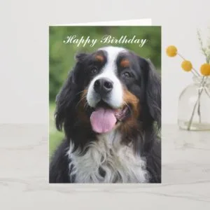 Bernese Mountain dog happy birthday greeting card